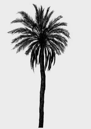 Palm Tree